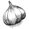 Detailed sketch of a whole garlic bulb with textured skin and roots